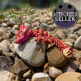 Rose Dragon, Majestic 3D-Printed Dragon Fidget Toy – Articulated and Eye-Catching!